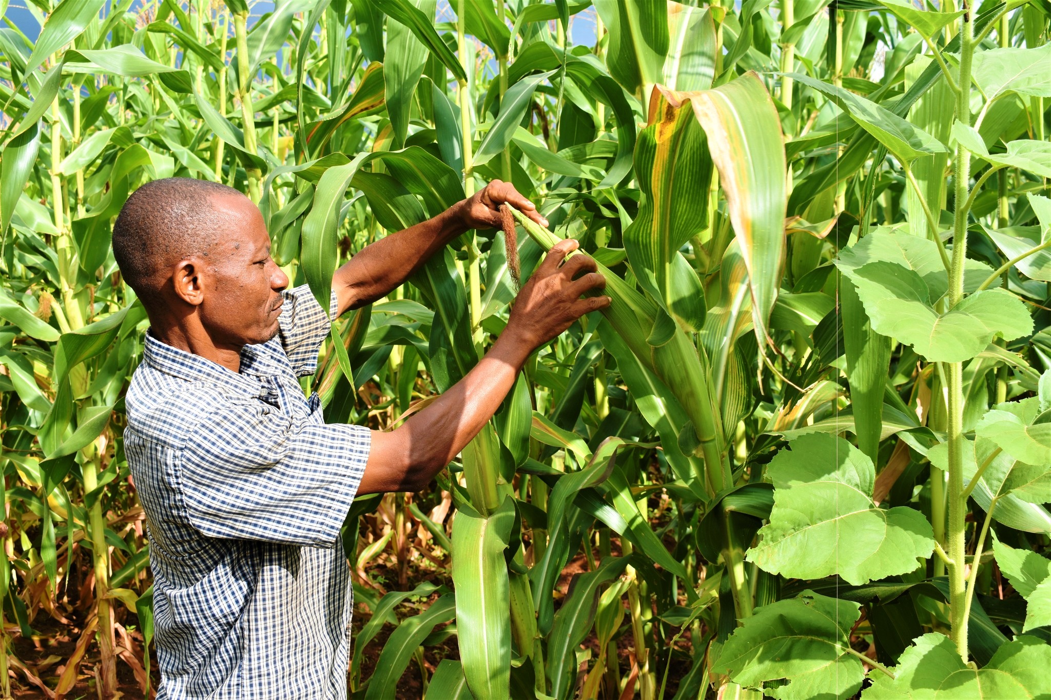 A farmer at Kosokoni irrigation scheme. Local farmers contend the irrigation project supported by CDA has helped local farmers continue with their farming activi- ties all year round