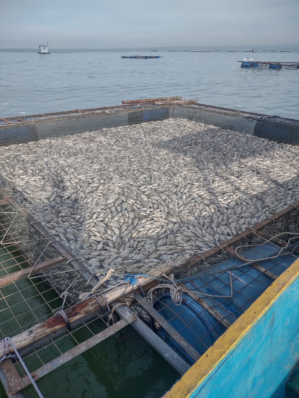 One of the affected cages on Lake Victoria. Photo/Chris Mahandara