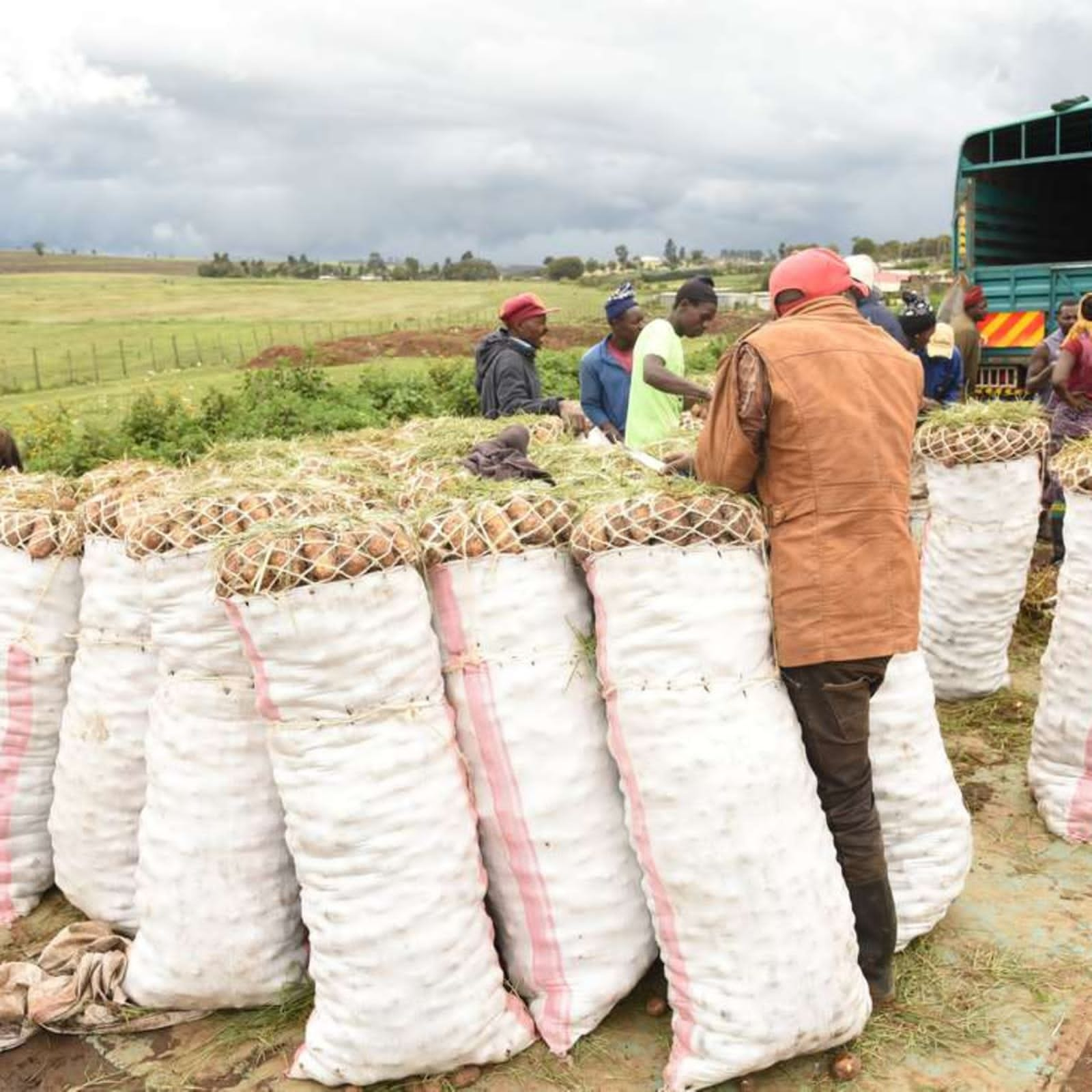 Potato traders at work.