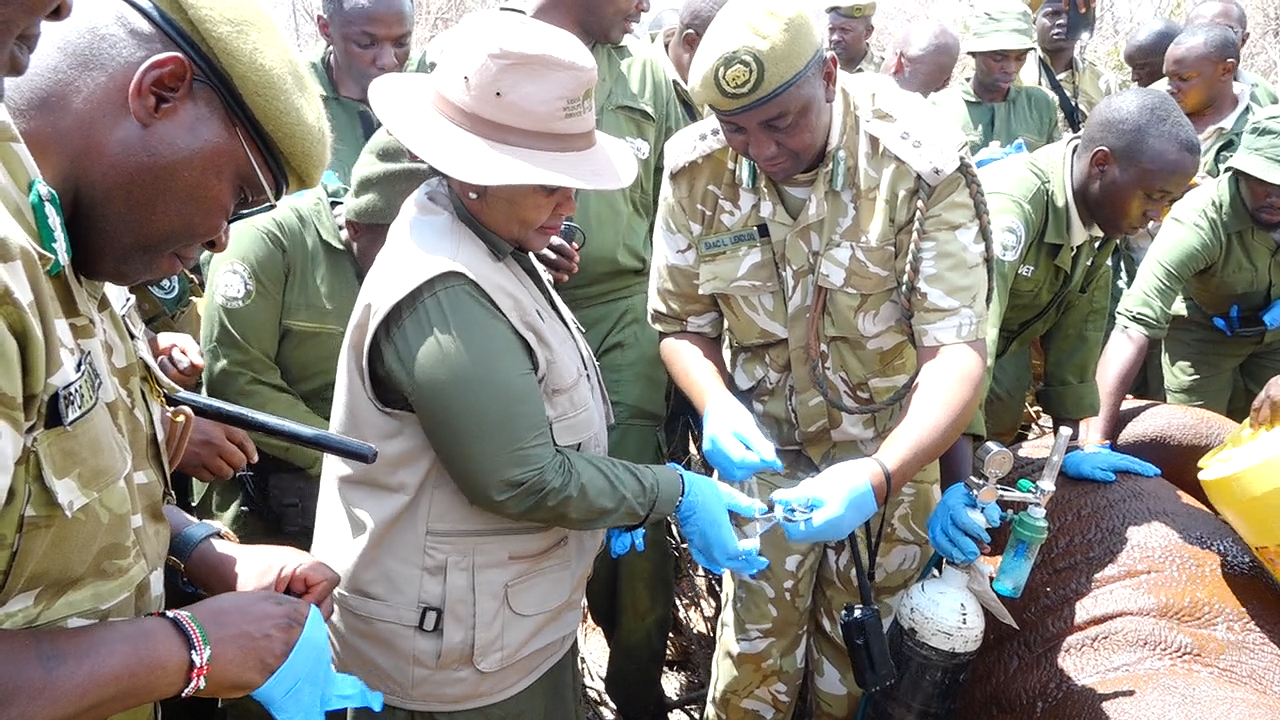 Tourism and Wildlife Cabinet Secretary Rebecca Miano (L) and KWS Director General Erastus Kanga (R) during the launch of ear notching and tagging of endangered black rhinos at Ngulia Lodge in Tsavo West National Park.