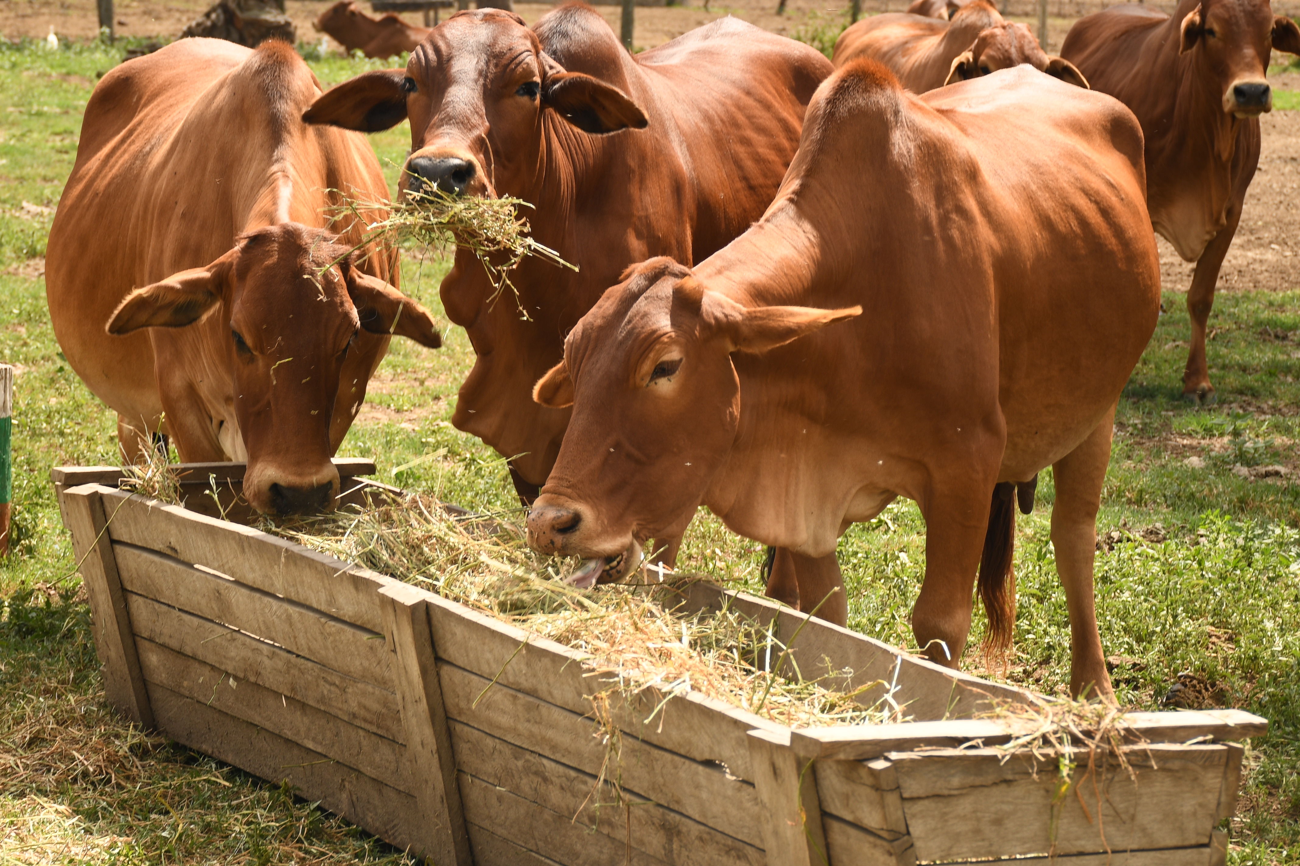 Livestock breed feeds in Kenya Agricultural research and Livestock Organization improved fodder at the Naivasha based institute during an earlier farmers’ day to showcase best practices, quality feeds and folder and proper ration to boost animals’ productivity