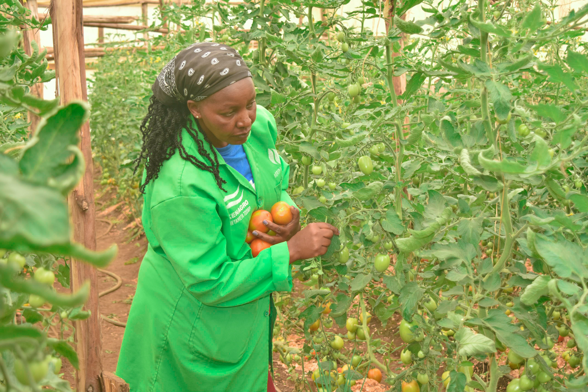 A farmer Mary Muthoni harvesting grafted tomatoes developed by Egerton University