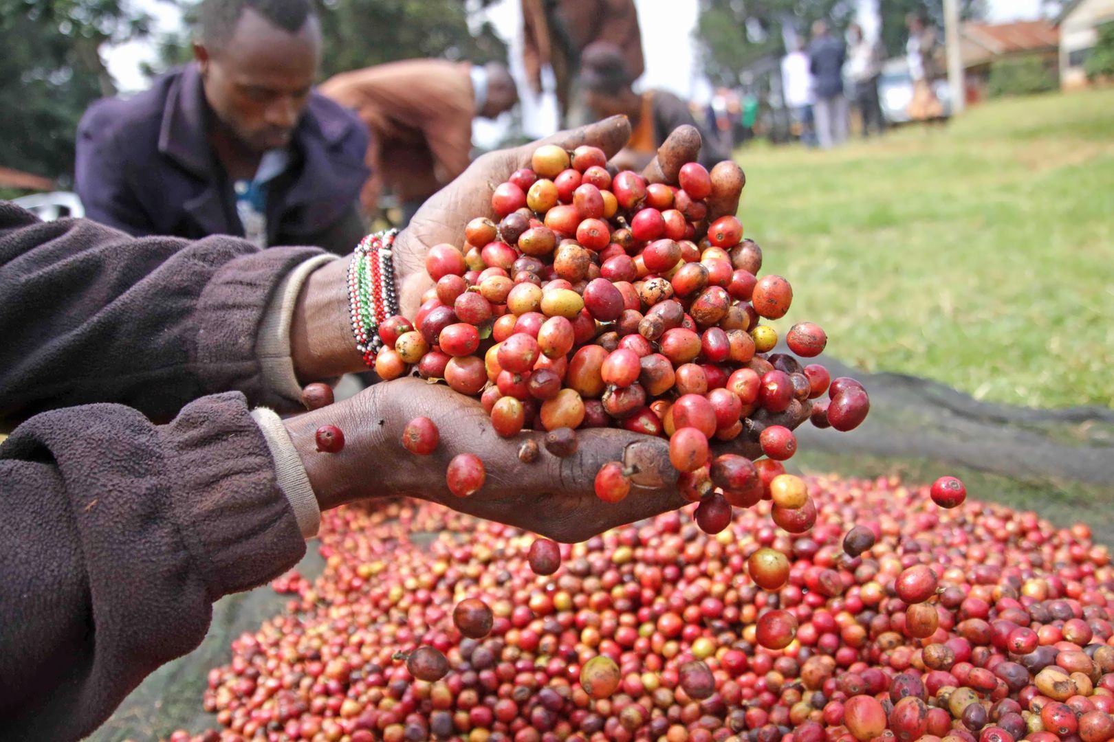 Coffee beans. Over 800,000 small scale farmers grow coffee in Kenya.