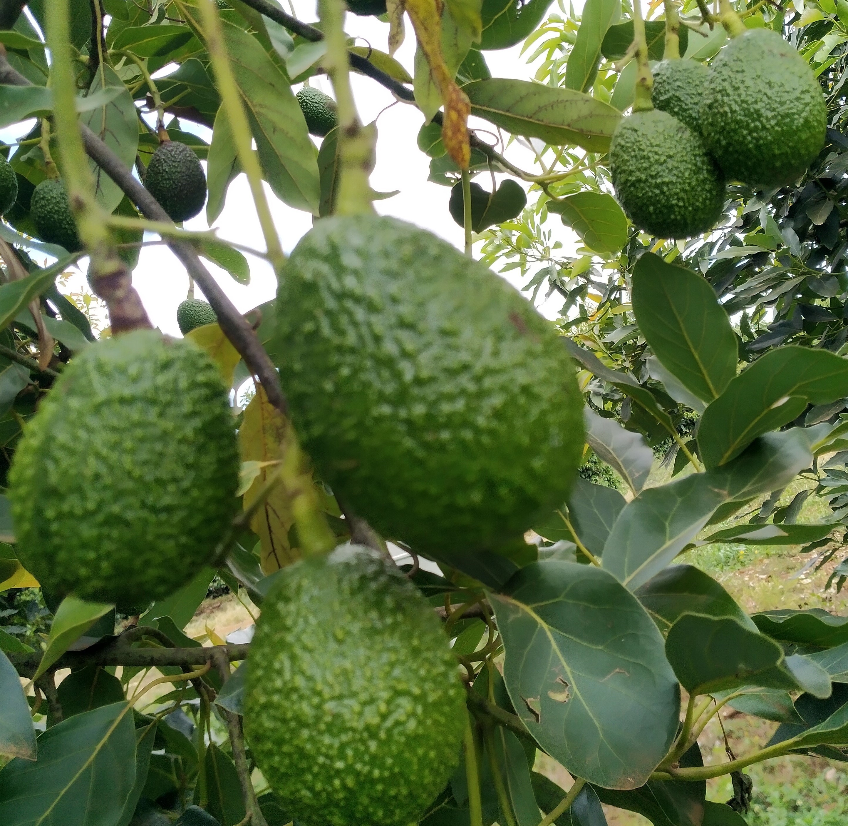 Avocado, some of the horticultural produce from Kenya.