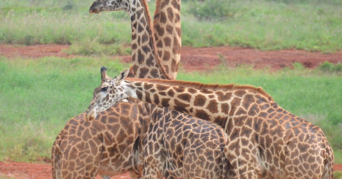 Giraffes