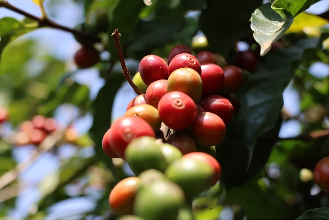 Coffee berries