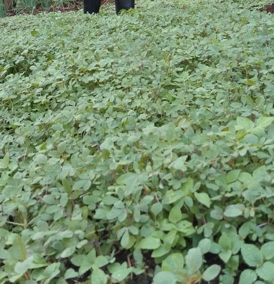 Some of the recently planted indigenous vegetables 'sagaa' on Christine’s farm