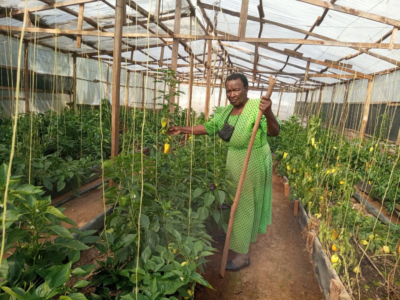 Mama Erika’s farming progress.