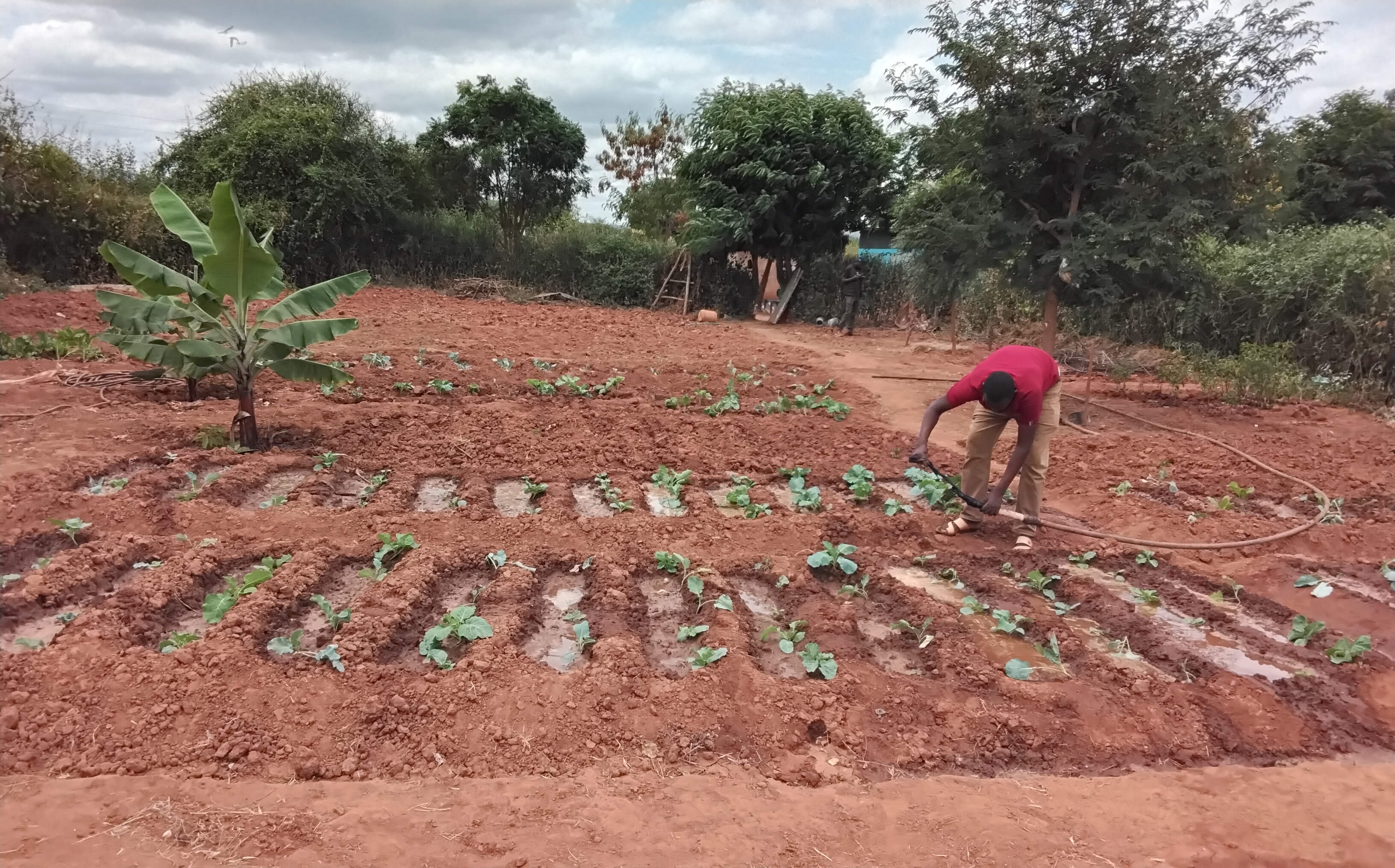 Musa Dida, a youthful pioneer fish farmer from the  arid area of Odda in Moyale sub county watering food crops in his plot using water drained from his fish ponds, where he practices climate smart farming. The garden provides vegetables and fruits  for subsistence and commercial purposes. 