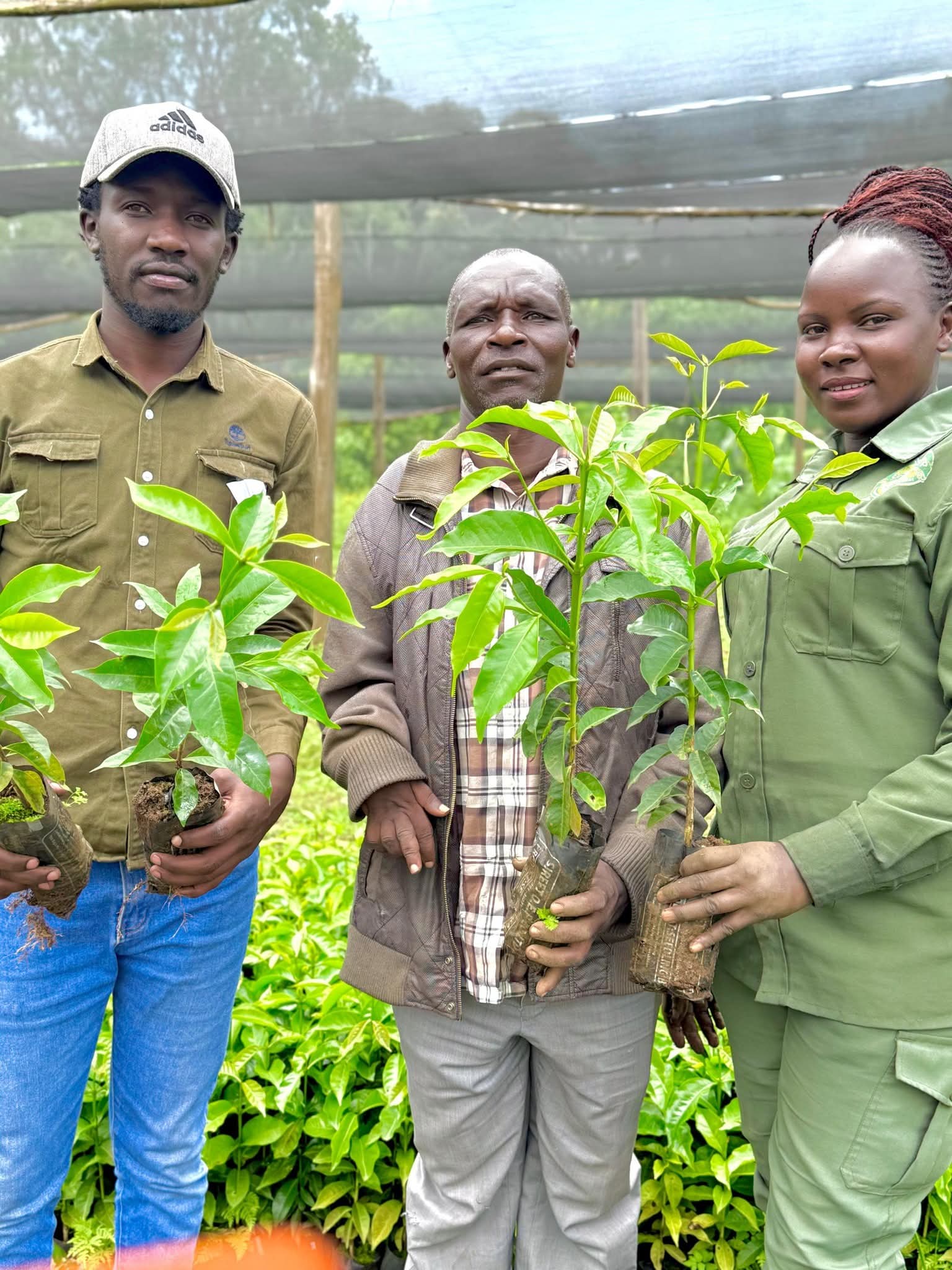 Certified coffee seedlings being distributed to farmers from Kilibwoni and Terige Locations at the ACCs office in Kilibwoni