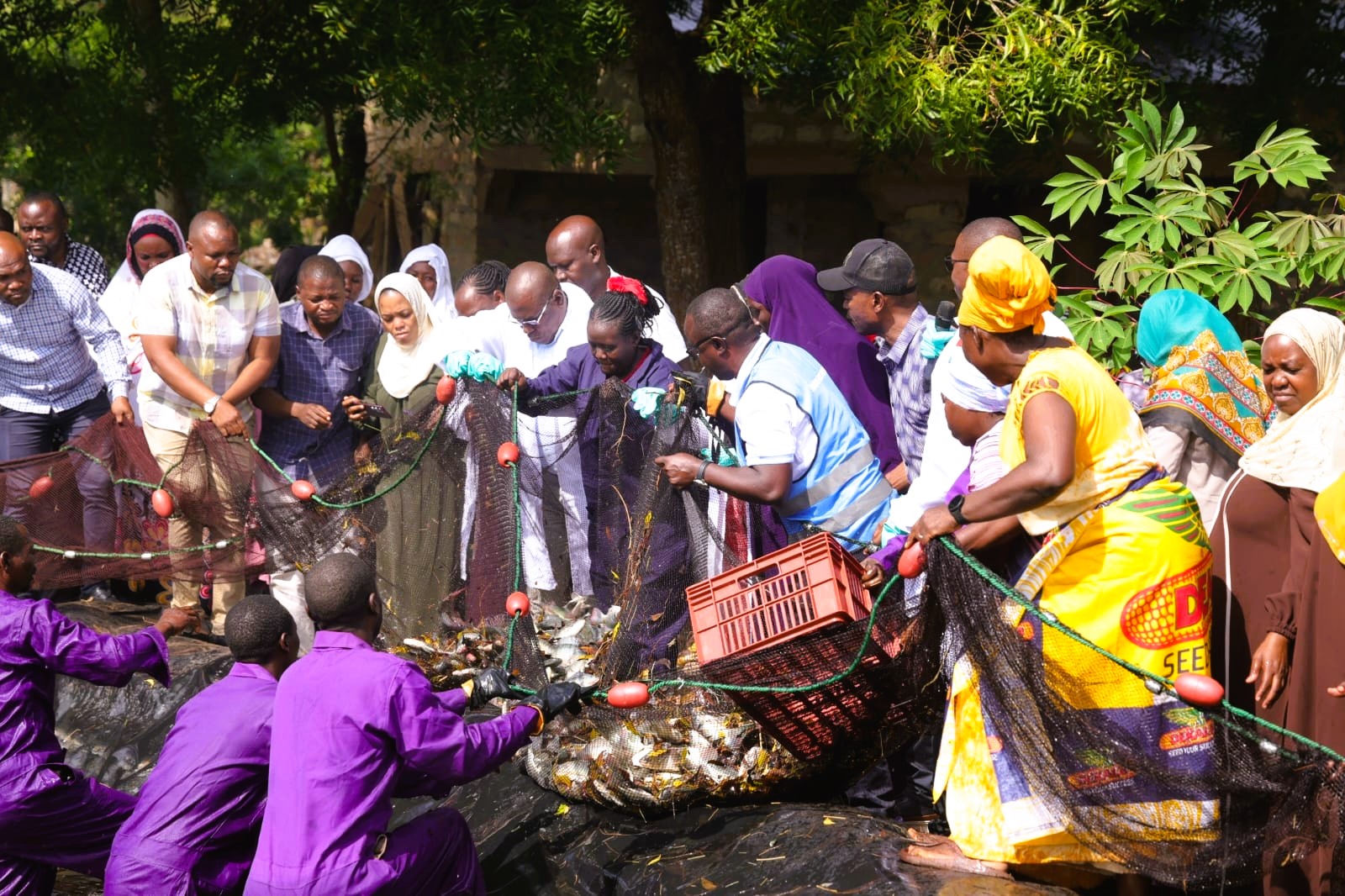Fisherfolks harvest fish from aquaculture ponds in the Mwazaro area of Msambweni sub county.