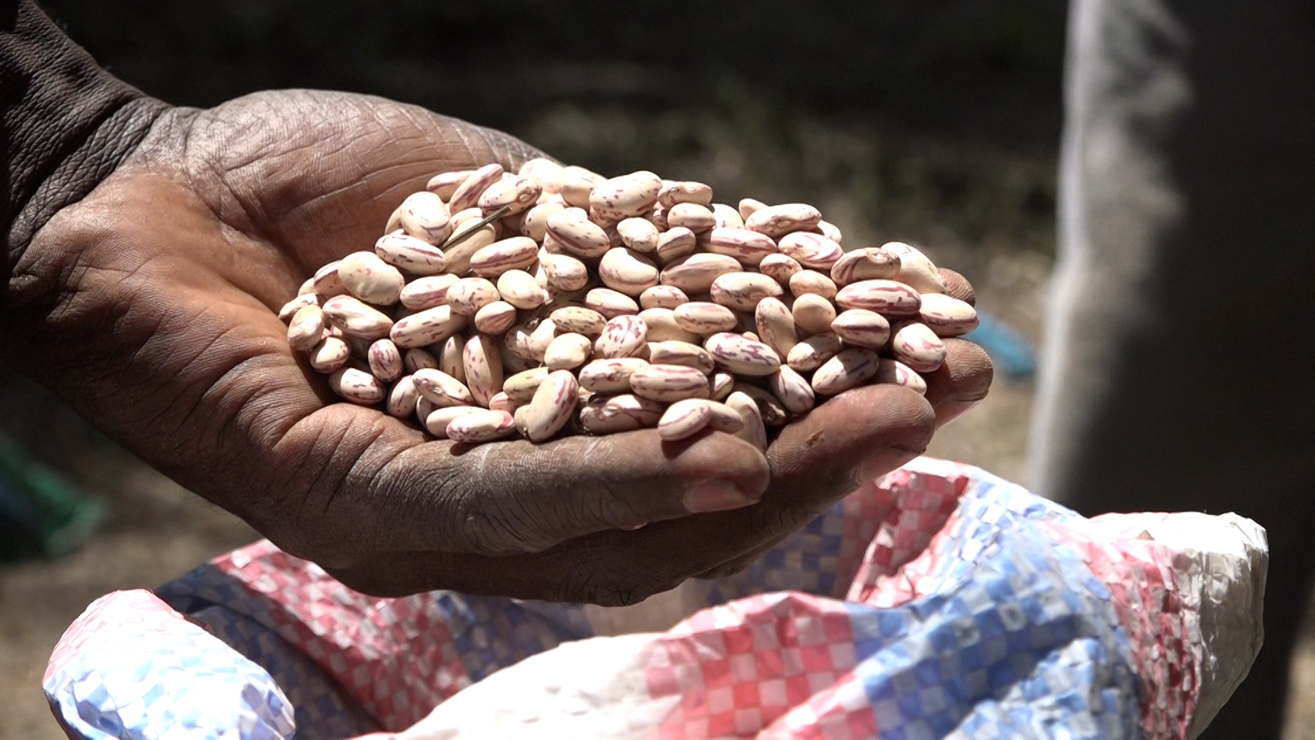 County Chief Officer for Agriculture, Engineer Margaret Kinyanjui, officially flags off nine tonnes of beans produced by the Ushirikiano Women Group at Kiambogo Centre in Gilgil Sub-County.