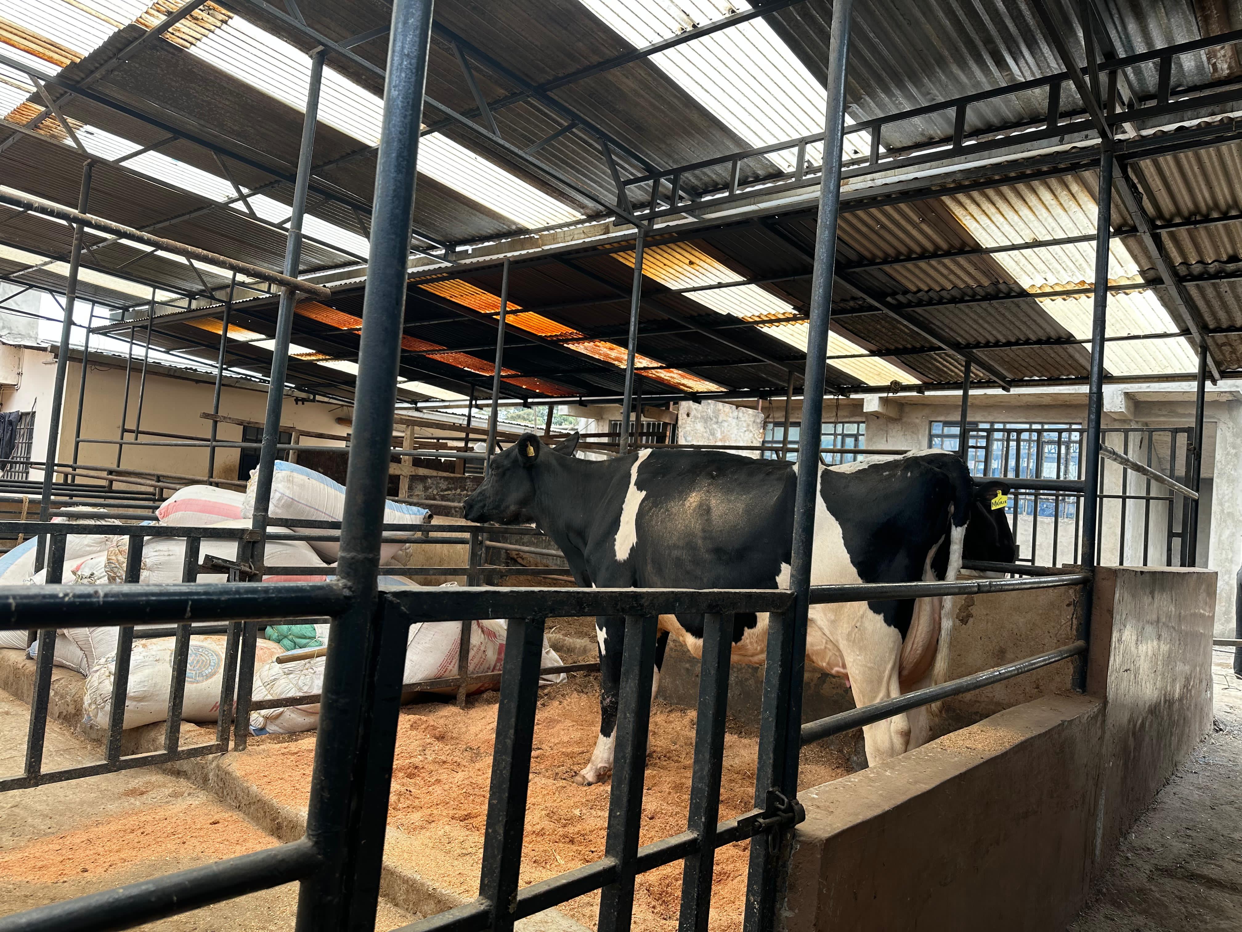 Friesian Holstein cows in their clean well-structured sheds. 