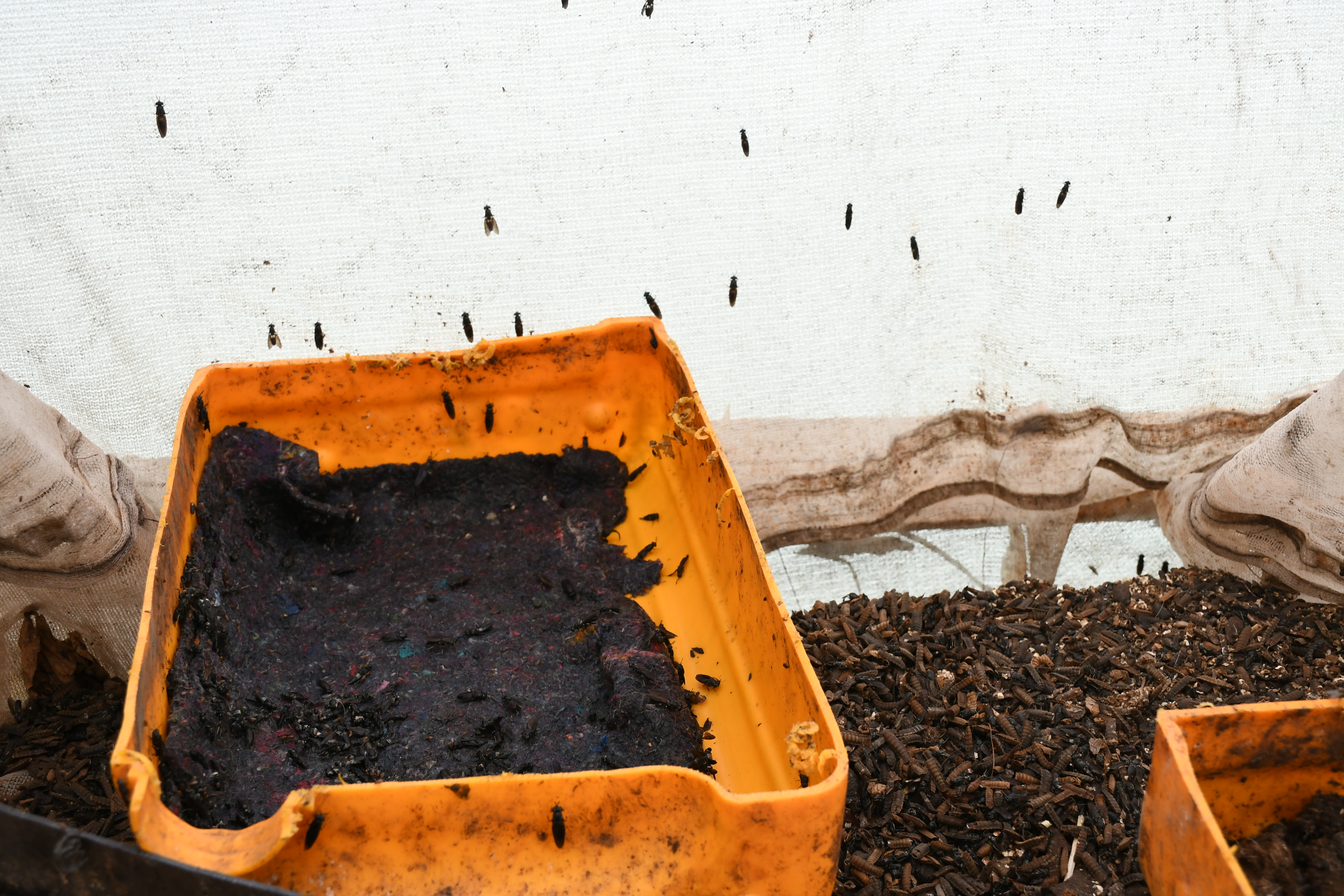 The net enclosure where the adult Black Soldier Flies lay their eggs at the Zabibu Self Help Group farm in Kiandu, Tetu. An adult fly can lay between 320-620 eggs.