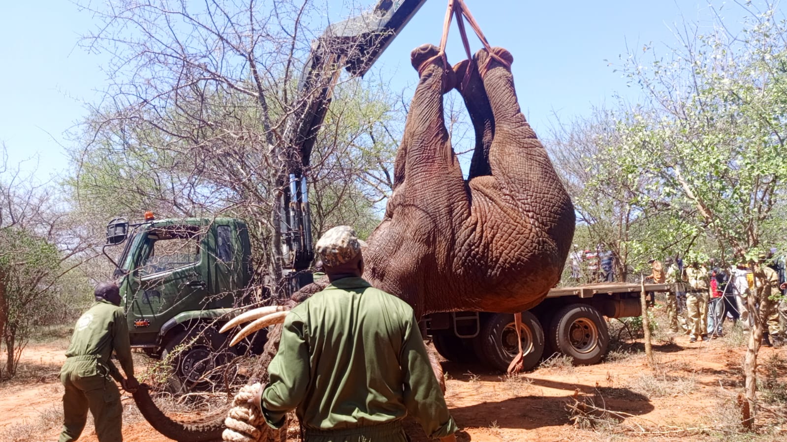 KWS officers from Machakos, Embu and a Capture Unit from Nairobi translocating ai  47-year-old elephant from Kivaa in Masinga of Machakos to Tsavo West National reserve in  Taita Taveta county after causing mayhem in farms in Kivaa Masinga. PHOTO/ ANNE KANGERO 