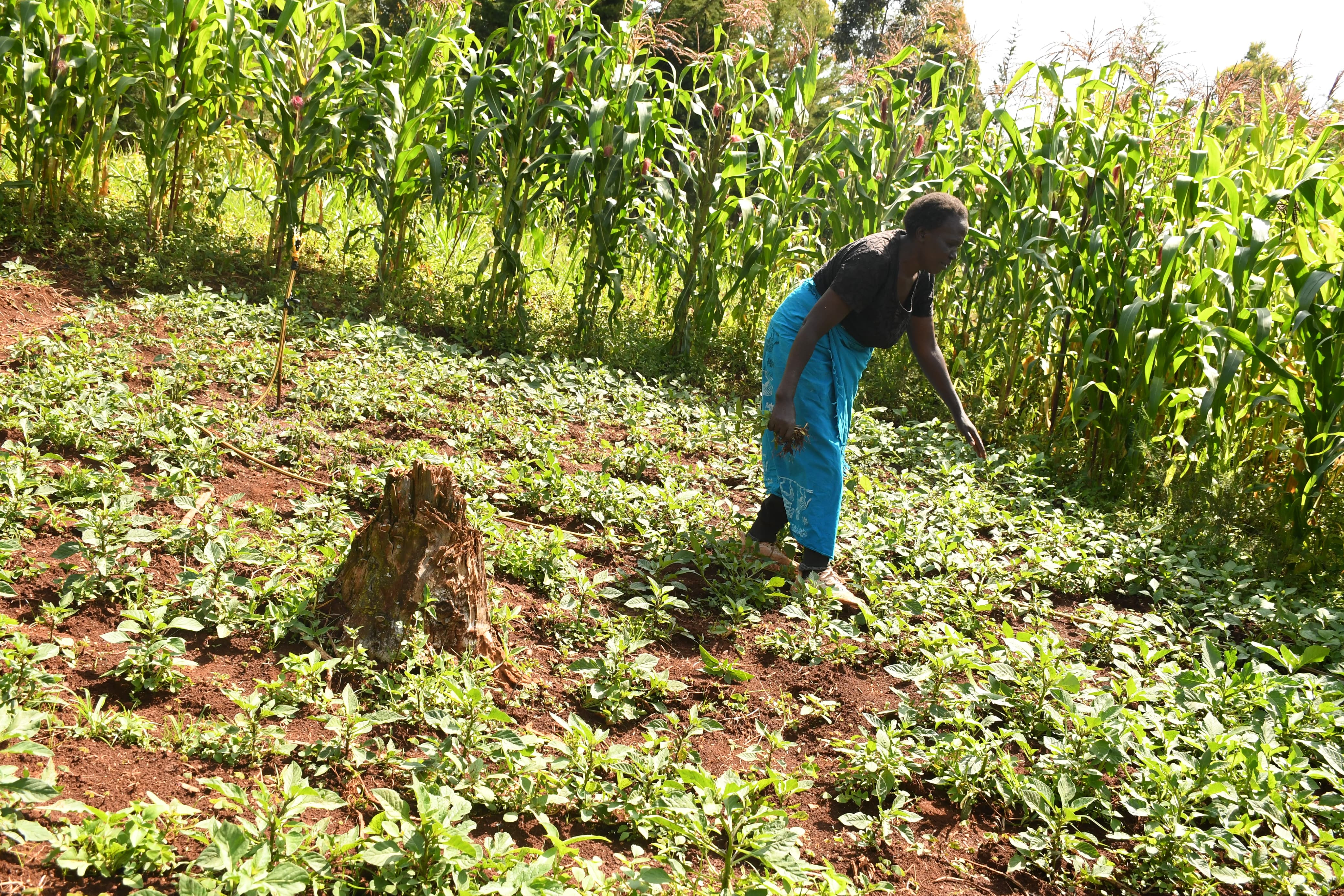 Mrs. Leah Kiptarus at her farm in Kapteren where she grows traditional vegetables alongside maize using water from Etio dam.