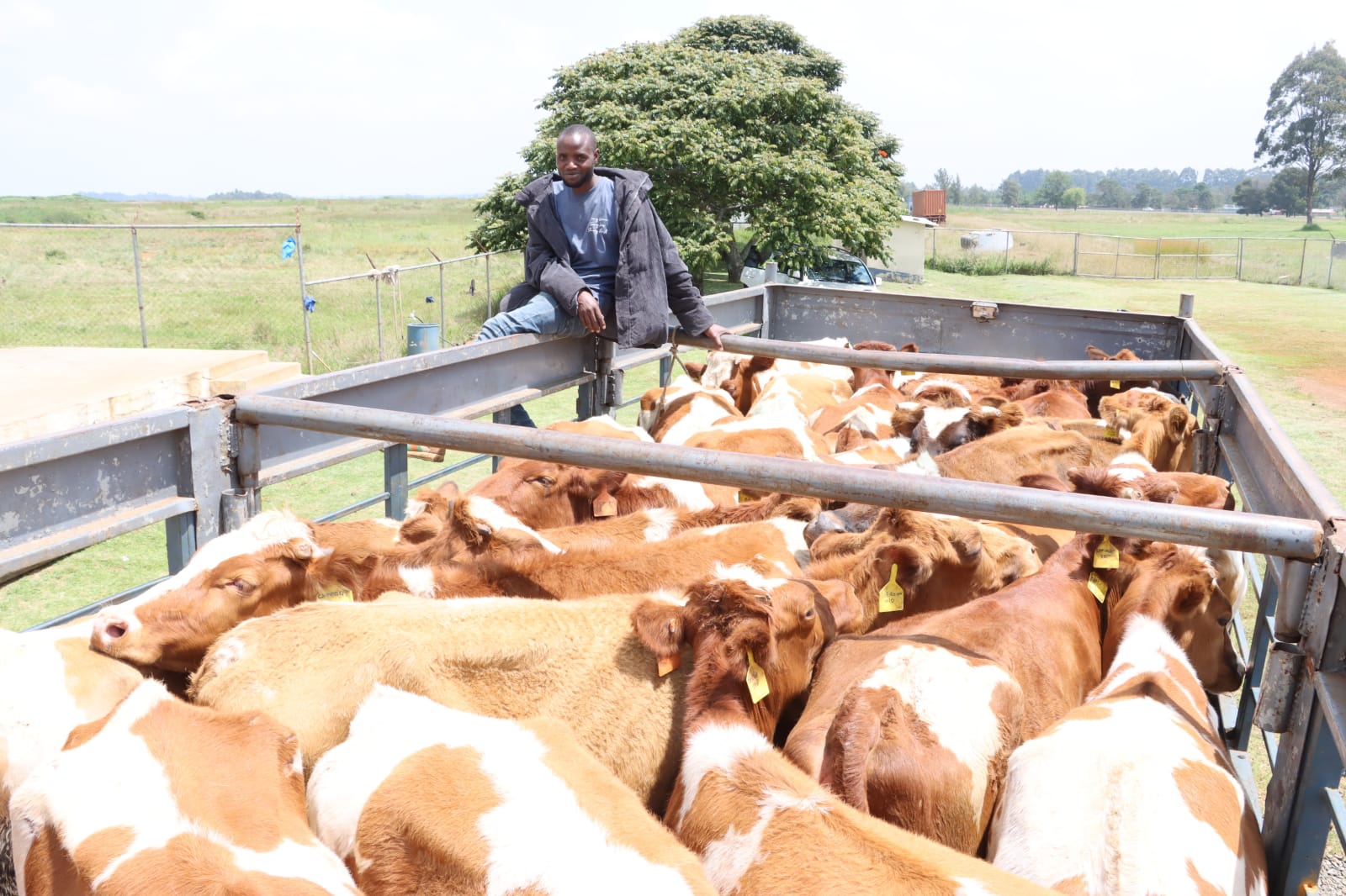 Uasin Gishu county exports 50 in-calf Ayrshire heifers to Nigeria