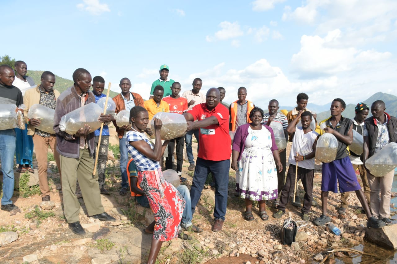 The government has restocked Turkwel dam with 80,000 Tilapia fingerlings in a bid to replenish the dwindling fish stock with an aim to sustain the fishery as a vital source of livelihood. Photo By Anthony Melly