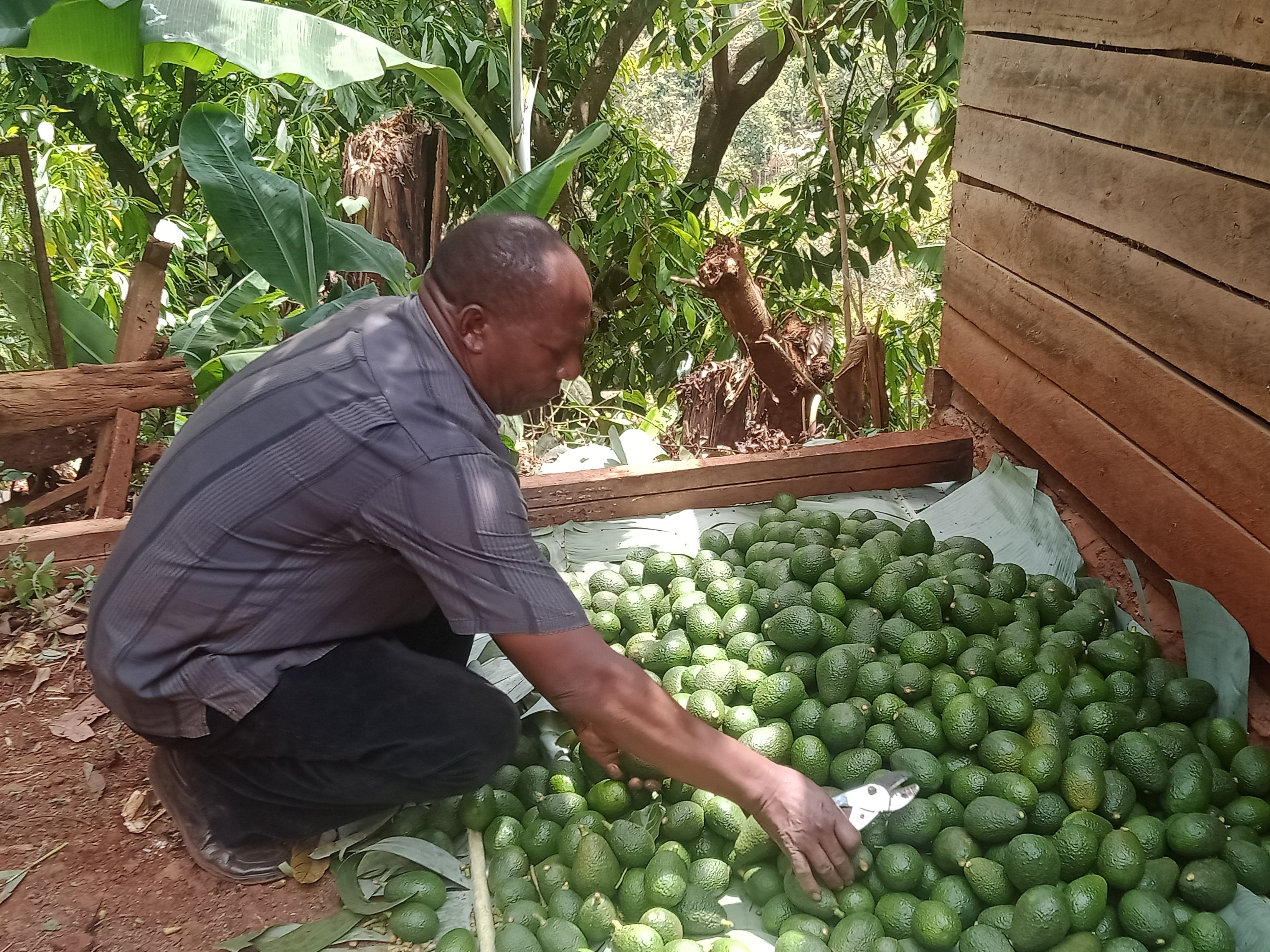 Wilson Nduati, a farmer and a member of the MAVOC union sorts avocados at his farm in Mugoiri, Murang’a County. PHOTO/ Florence Kinyua.