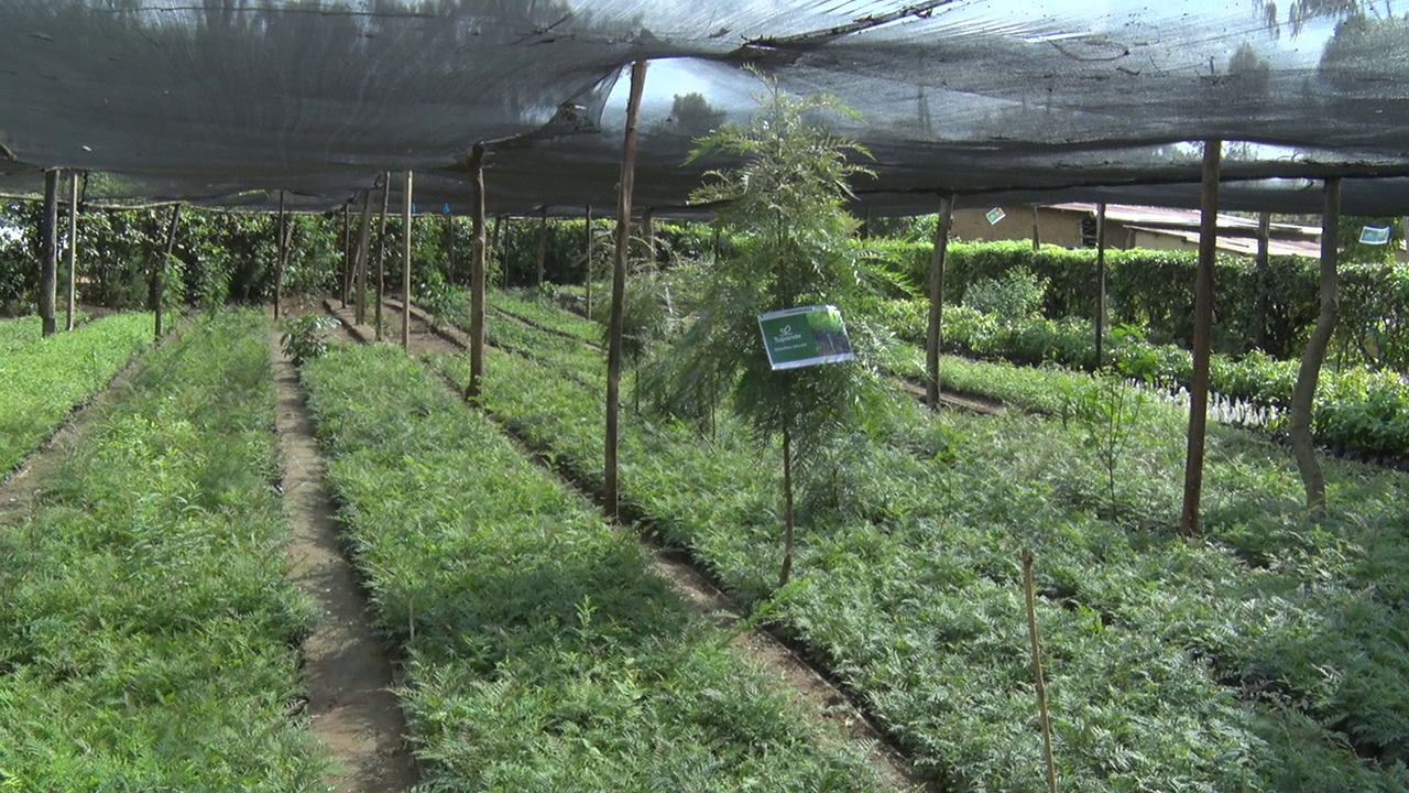 One of the 330 nurseries supported by One Acre Fund’s Tupande programme.  