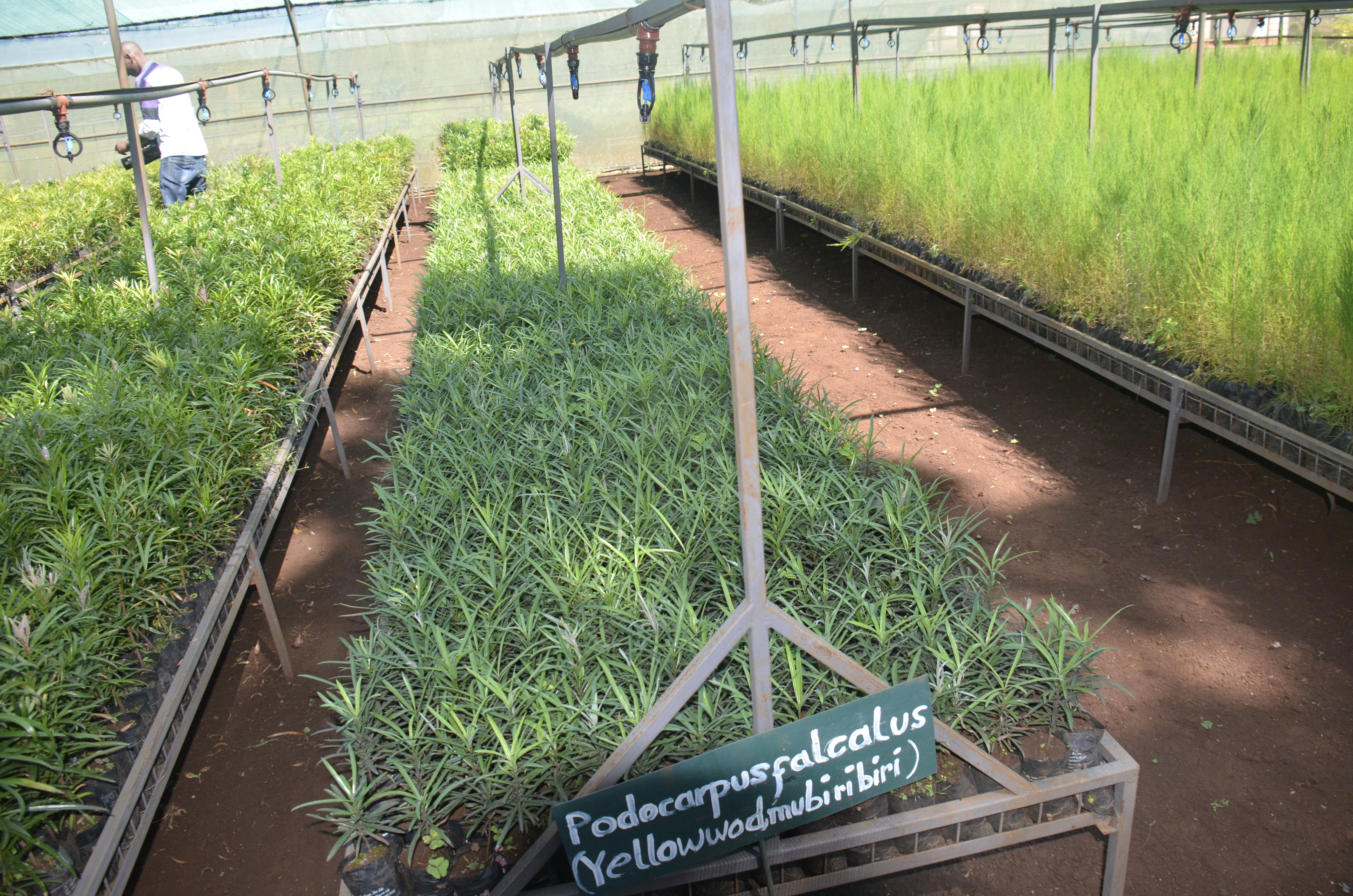A section of the model tree nursery established at Meru forest station. (Photos by Dickson Mwiti)