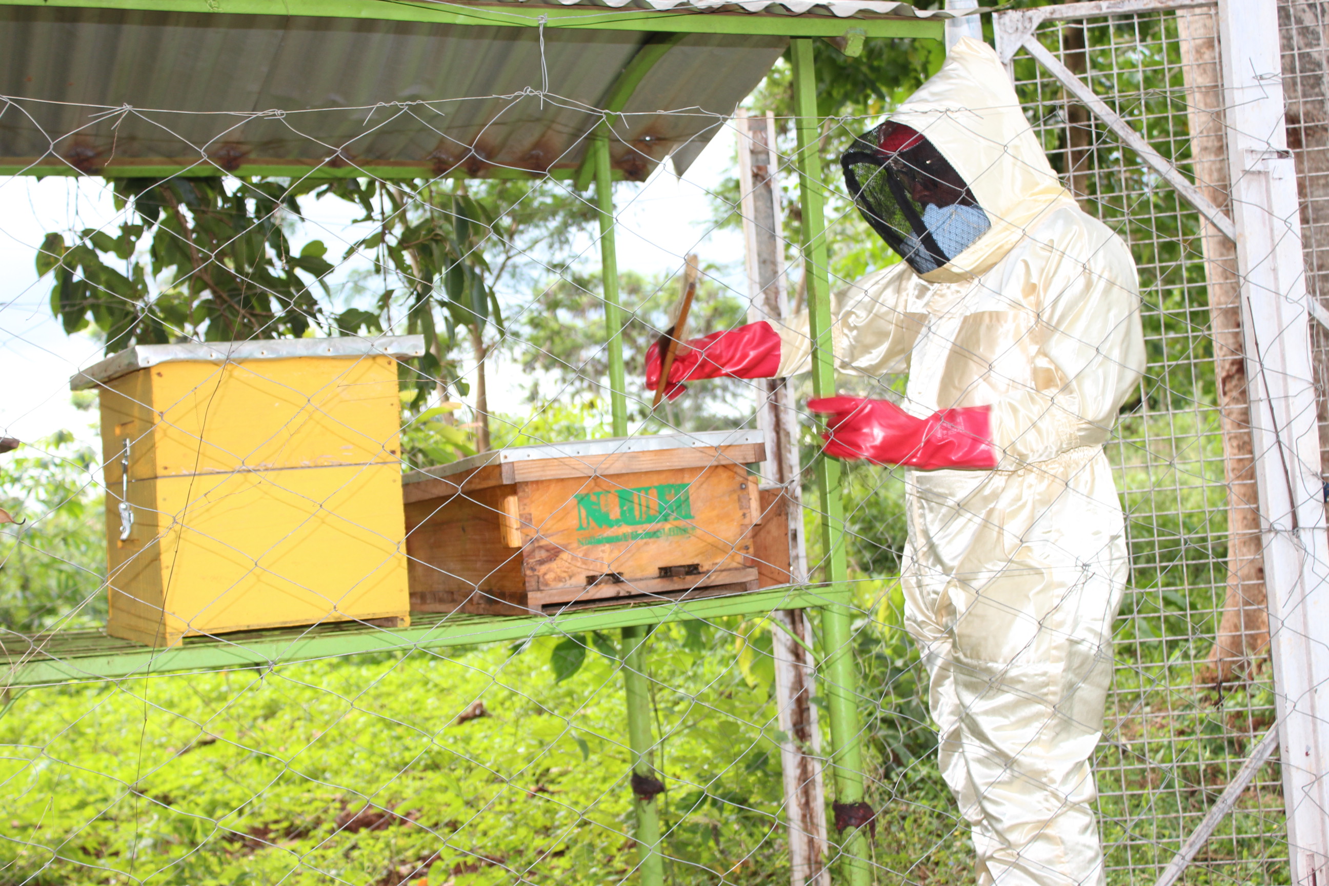 Steven Kimani working on one of his 150 bee hives at his apiary