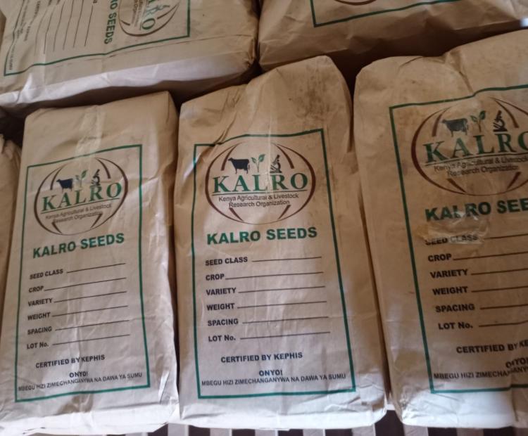 Farmers in Murang’a to get certified maize seed and fertilizer ahead of short rains