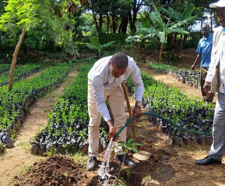 Olando Sitati, the Managing Director for the Rift Valley Region in the Office of the President's Delivery Unit watering a tree he planted during his tour of duty to Weiwei irrigation mango seedling nursery situated in Pokot Central Sub County of West Pokot County. Photo/Anthony Melly. 