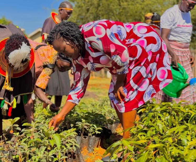  Caroline Menach HSC, Director of Perur Ray of Hope and also Community Lead of the Global Give Back Circle in the West Pokot County (Front right) engaged in the care of a tree nursery with women from pastoral community of West Pokot. Photo/Anthony Melly