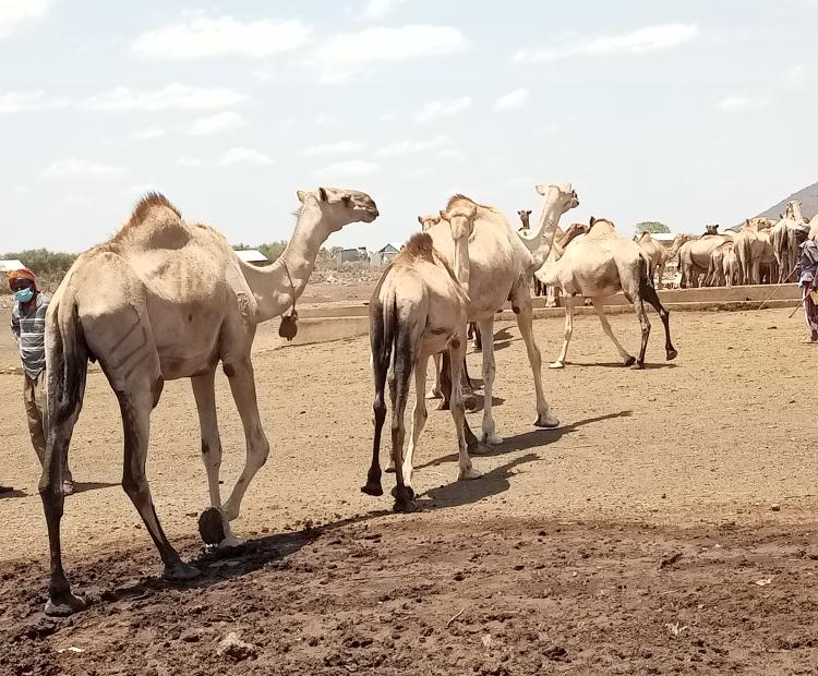 A past photo of camels driven for a long distance before converging at a watering point in remote and dry Kulamawe area, Kinna Ward, Garbatulla Sub-County, Isiolo County