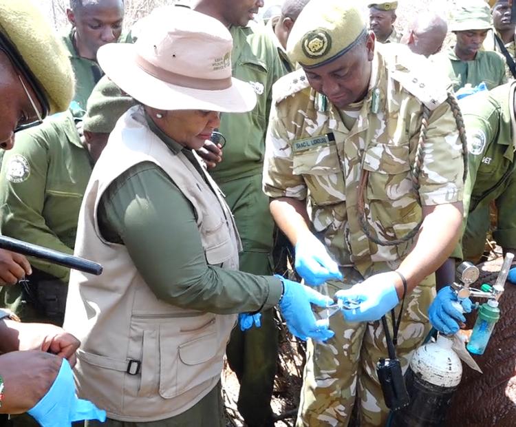 Tourism and Wildlife Cabinet Secretary Rebecca Miano (L) and KWS Director General Erastus Kanga (R) during the launch of ear notching and tagging of endangered black rhinos at Ngulia Lodge in Tsavo West National Park.
