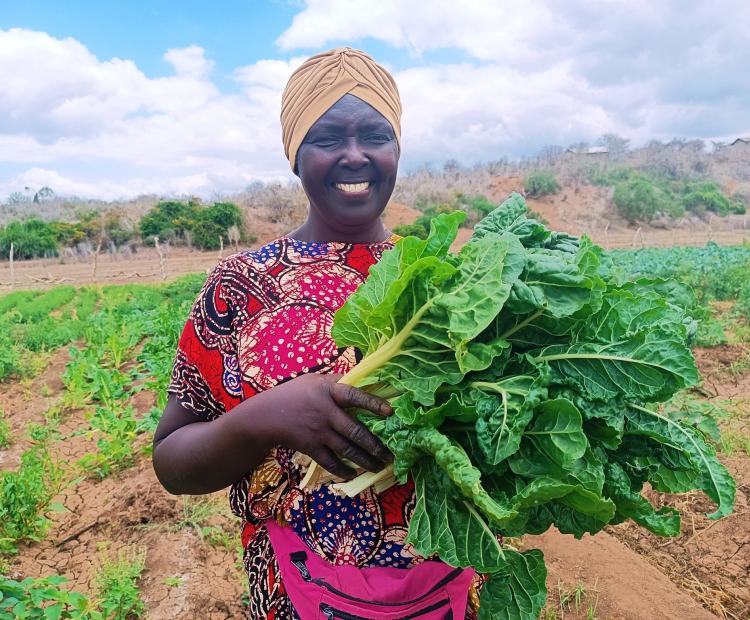 A farmer at Kosokoni irrigation scheme. Local farmers contend the irrigation project supported by CDA has helped local farmers continue with their farming activi- ties all year round