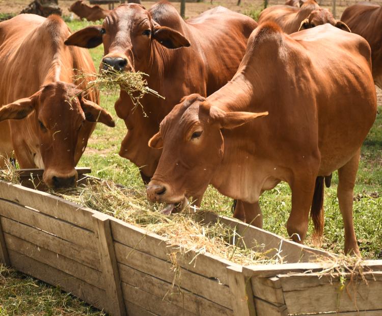 Livestock breed feeds in Kenya Agricultural research and Livestock Organization improved fodder at the Naivasha based institute during an earlier farmers’ day to showcase best practices, quality feeds and folder and proper ration to boost animals’ productivity