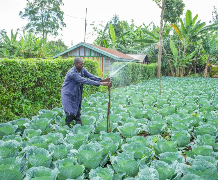 A farmer irrigating crops in Mutira Ward. 