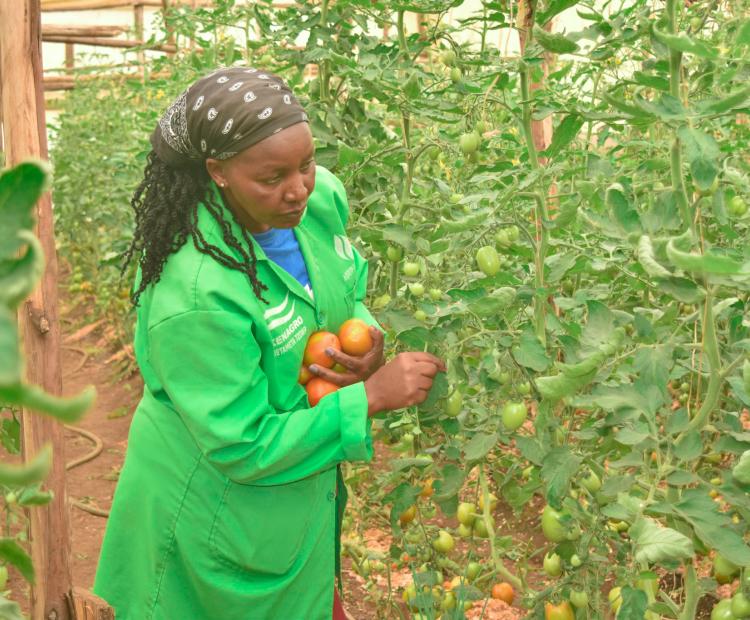 A farmer Mary Muthoni harvesting grafted tomatoes developed by Egerton University