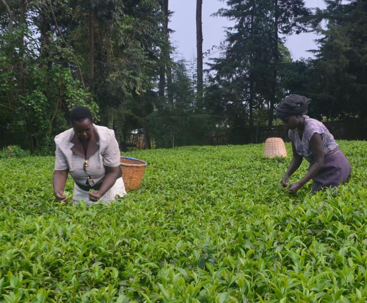 Tea picking women at Mzee  Henry Too tea farm where smallholder tea farmers from listed tea factories managed by KTDA in the West of Rift Valley region congregated for sensitization on farm management
