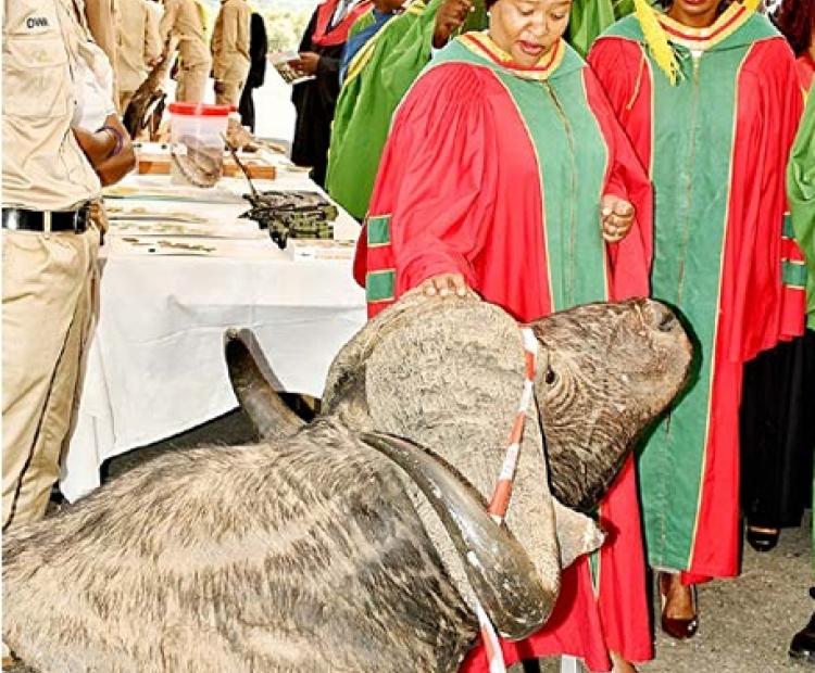 Ministry of Tourism and Wildlife Cabinet Secretary (CS) Rebecca Wanjiku Miano  looks at a mummified buffalo on display at the Wildlife Research Training and  Research Institute (WRTI) in Naivasha during the institute’s 22nd Graduation cere mony on Wednesday. Immediately behind the CS is the Principal Secretary (PS) for  Wildlife Silvia Museiya- Kihoro.