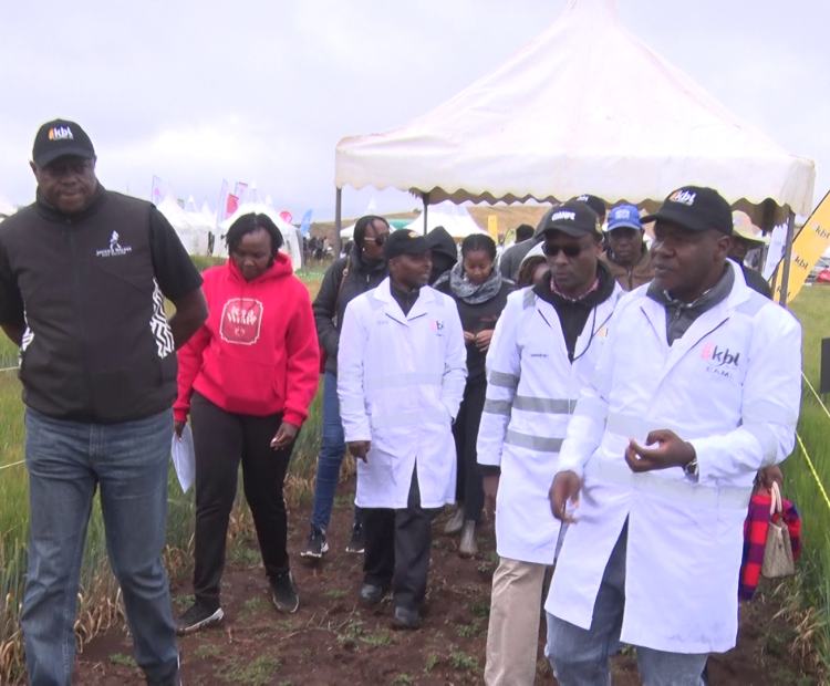 Kenya Breweries Limited (KBL) Managing Director Mark Ocitti(in black coat) is shown the  new barley varieties on a field demonstration at Olokurto area in Narok North Sub County