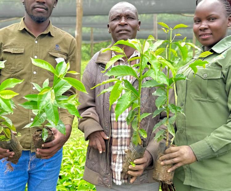 Farmers from Nandi hills Constituency display certified coffee  seedlings distributed to them by ‘Kahawa na Mama’.