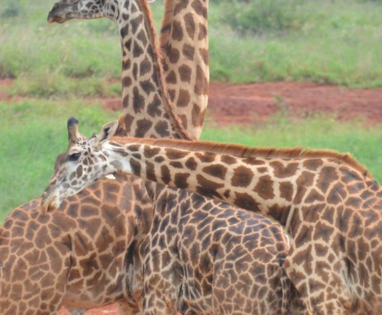 Giraffes