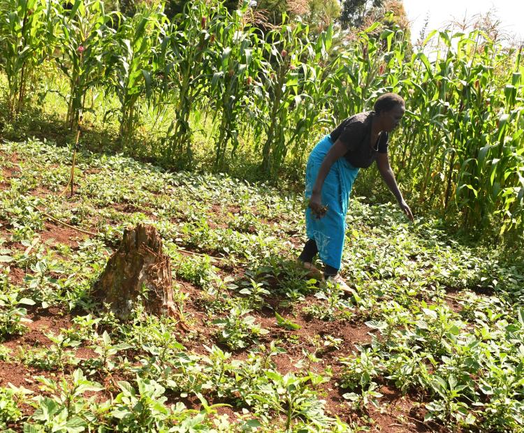Mrs. Leah Kiptarus at her farm in Kapteren where she grows traditional vegetables alongside maize using water from Etio dam.