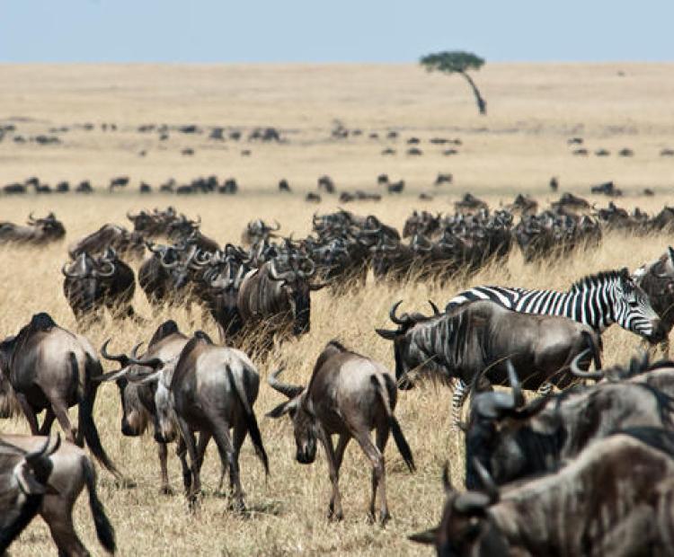 Wildebeest at Maasai Mara National Park. Photo/Courtesy