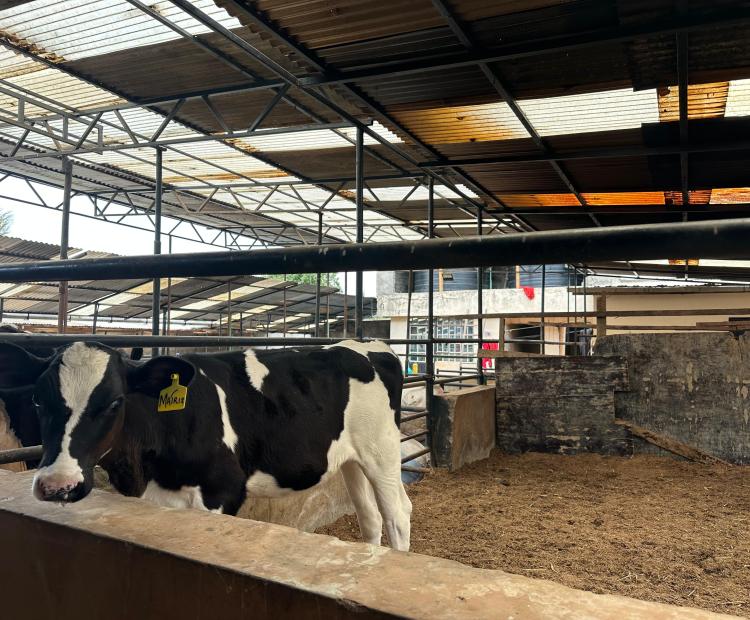 Friesian Holstein cows in their clean well-structured sheds. 