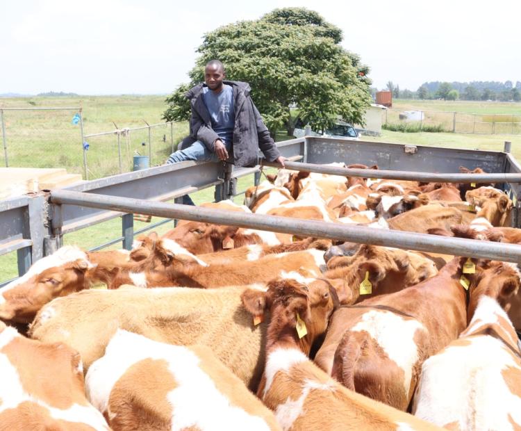 Uasin Gishu county exports 50 in-calf Ayrshire heifers to Nigeria
