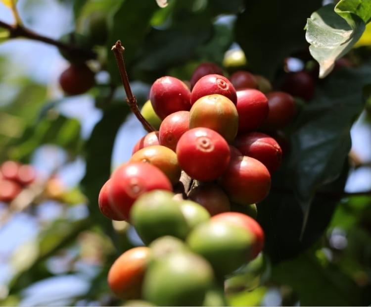 Coffee berries