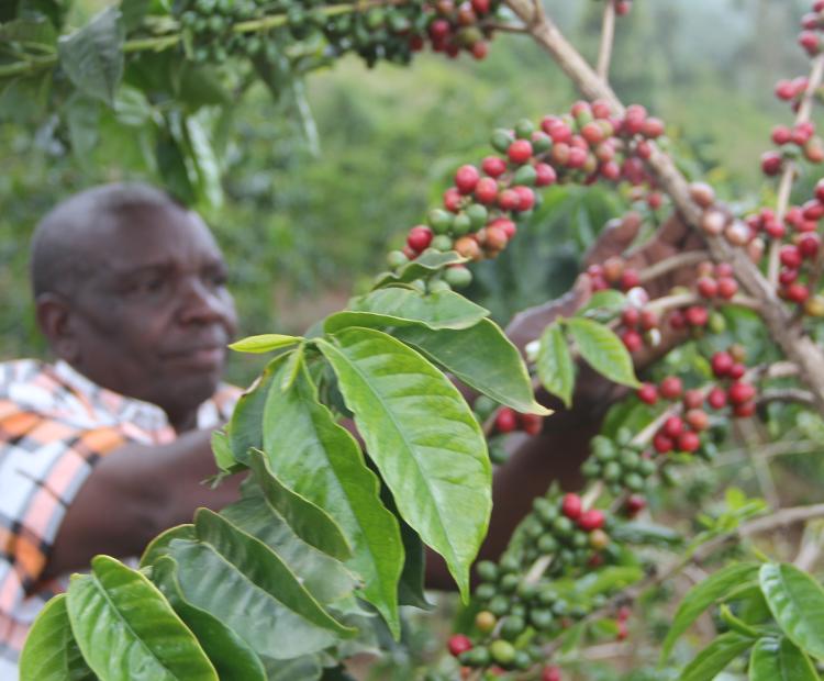 Peter Kimani, a coffee farmer in Kinamba and a Secretary of Ng’arua Coffee Farmers’ Cooperative Society