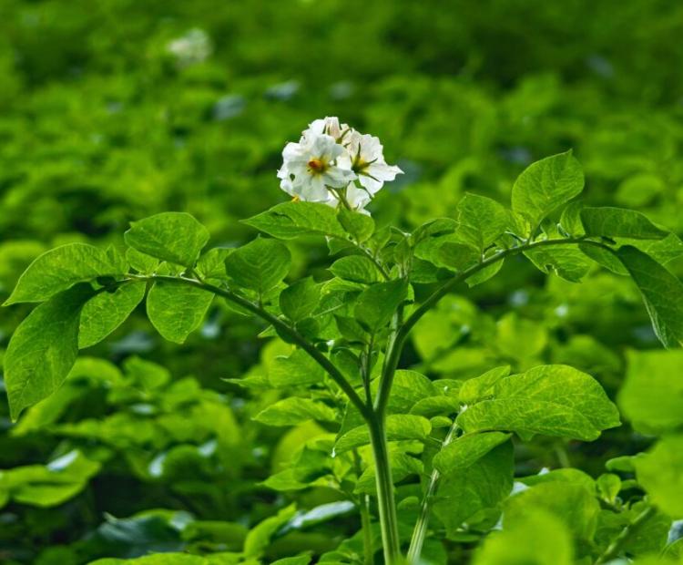 Potato plant
