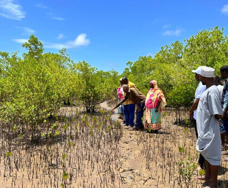Pongwe Kidimu Forest Community Association members assess a mangrove rehabilitated section in Majoreni, Kwale County. PHOTO: CHARI SUCHE 